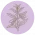 Sesamo